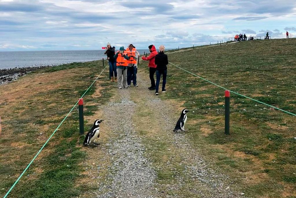 Punta Arenas: Fahrt zur Isla Magdalena und Spaziergang mit Pinguinen