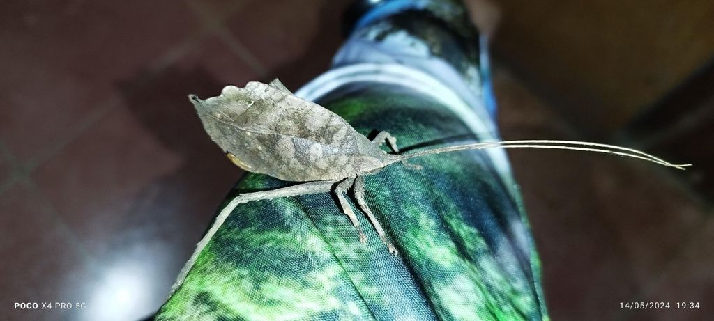 Das wilde Leben in Monteverde genießen