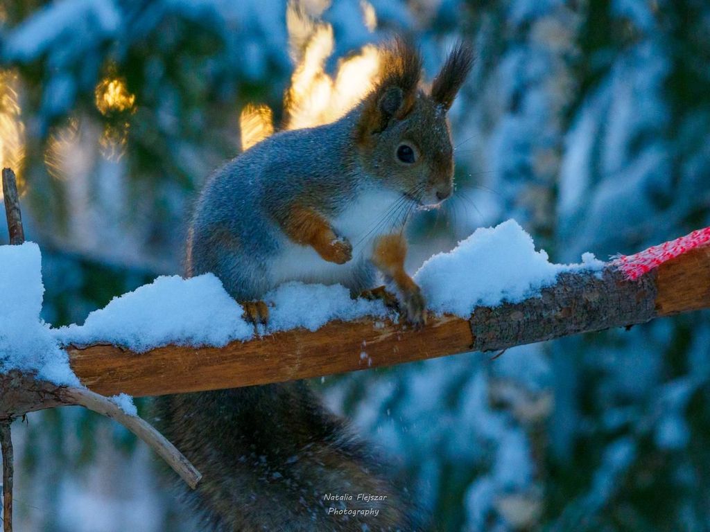 Oulu: Winterwunderland, Winterspaß & Wildtiertrip