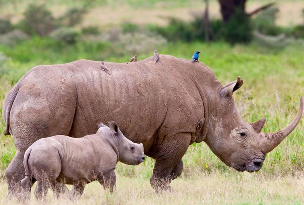 Johannesburg: Soweto und Dinokeng Safari-Tagestour