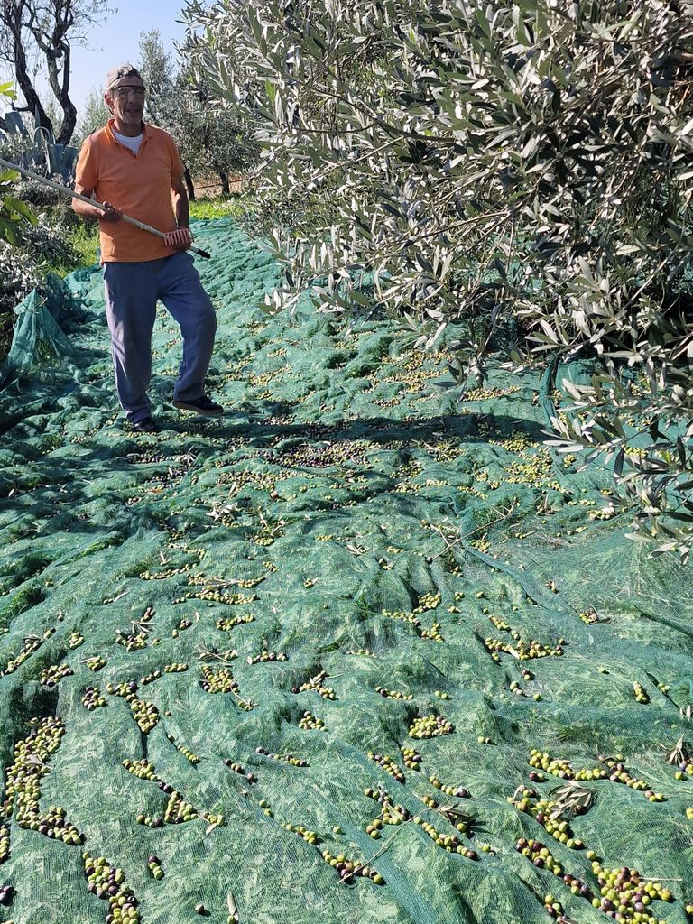 Arezzo: Geführte sensorische Verkostung von zertifiziertem Bio-Olivenöl extra vergine