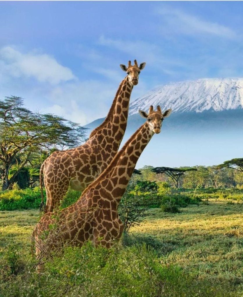 3-tägige private Safari zum Amboseli-Nationalpark ab Nairobi