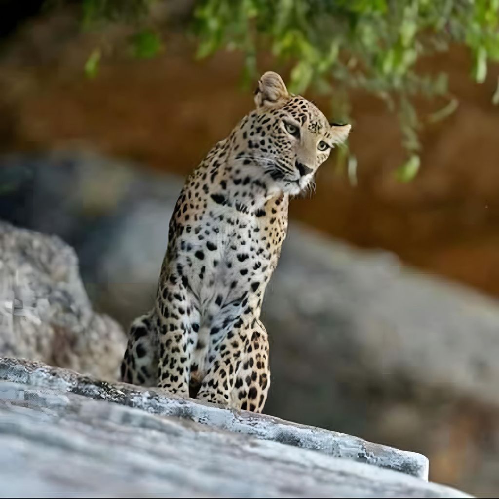 Jawai: Leoparden-Safari und Wildtiererlebnis