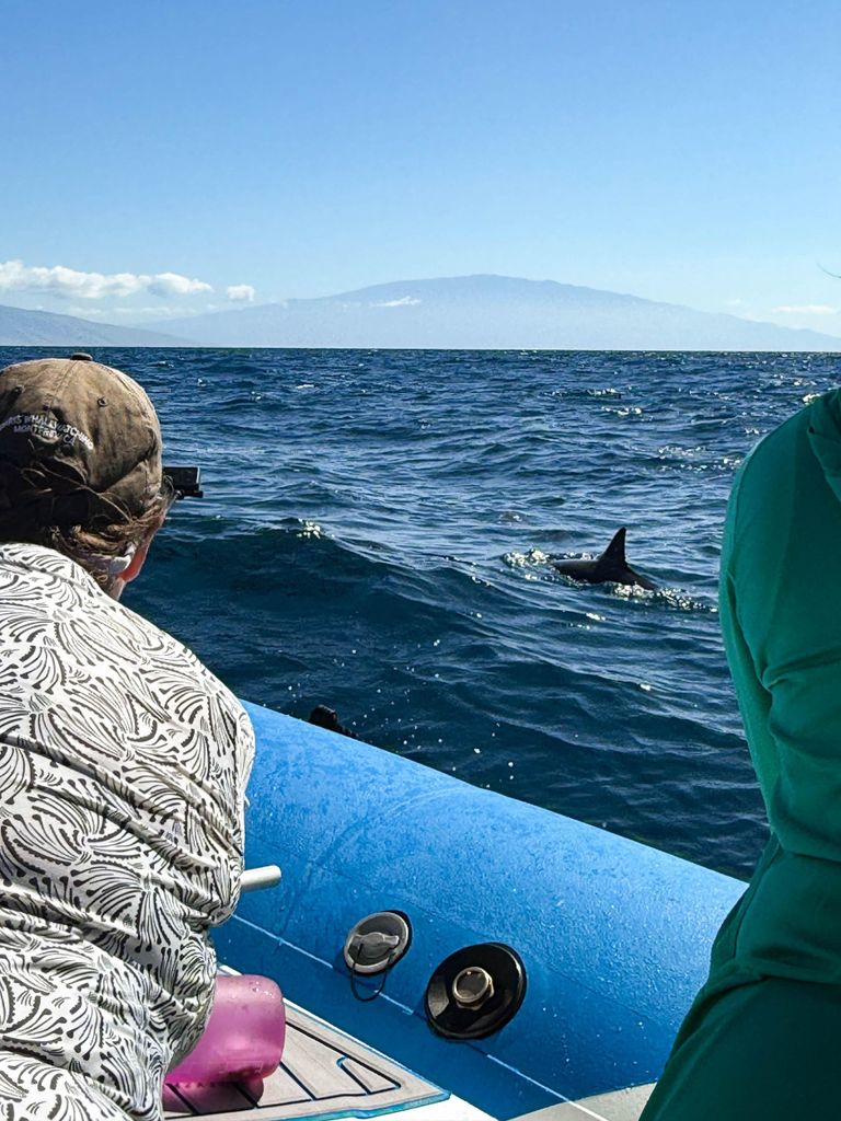 Maui: Eco-Raft Dolphin Watch Tour mit Snacks