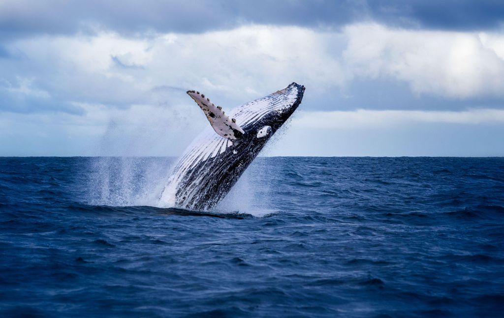 Akureyri: Whale Watching Ausflug