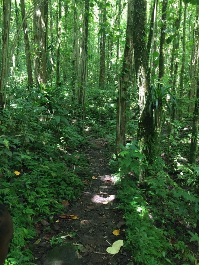 Kingstown: Wanderung auf dem Vermont Nature Trail mit Papageienbeobachtung