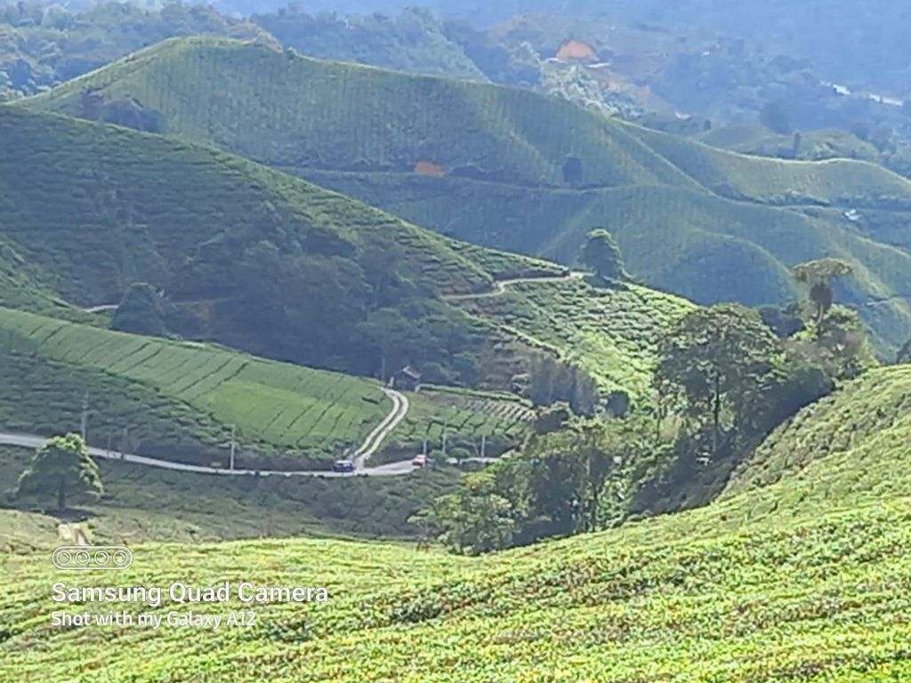 Cameron Highland Tagestour von Ipoh aus