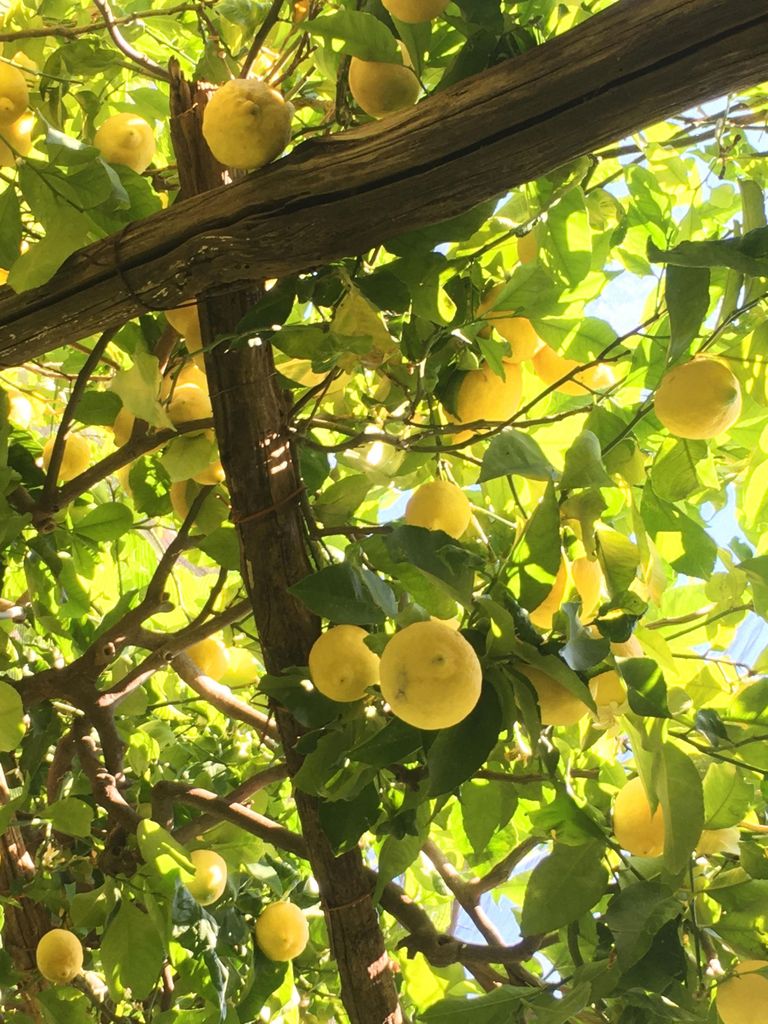 Amalfi Organic Lemon Tour & Verkostung im historischen Garten