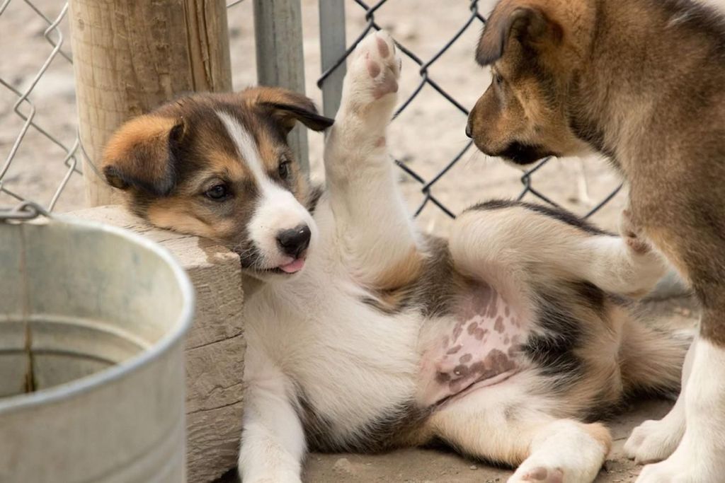 Skagway: Yukon, White Pass, & Husky Schlittencamp Combo Tour