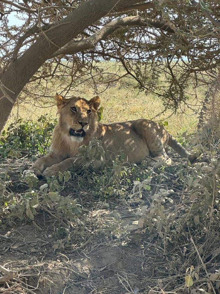 Daressalam: 2-tägige Safari im Saadani-Nationalpark
