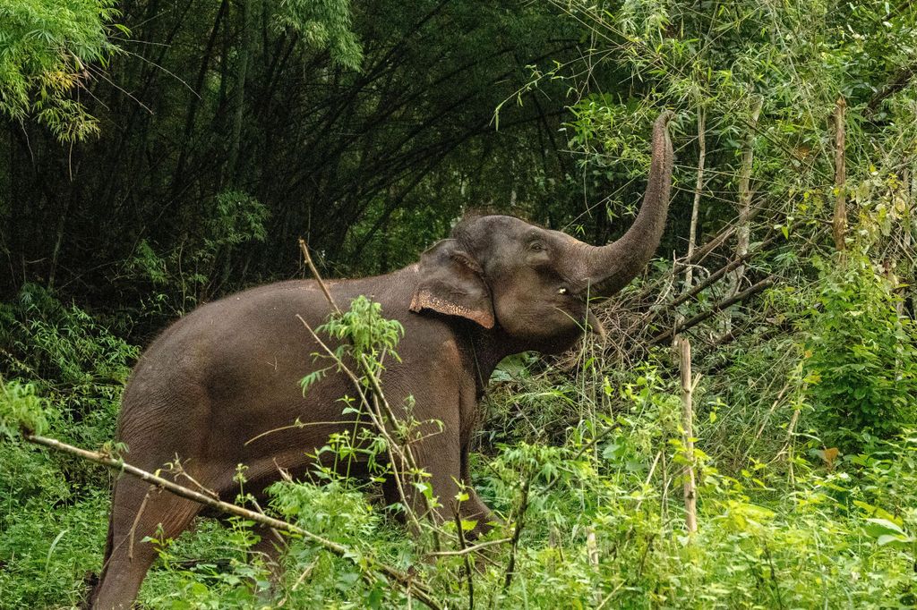 Phuket: Elefanten füttern und baden (1,5 Std.)