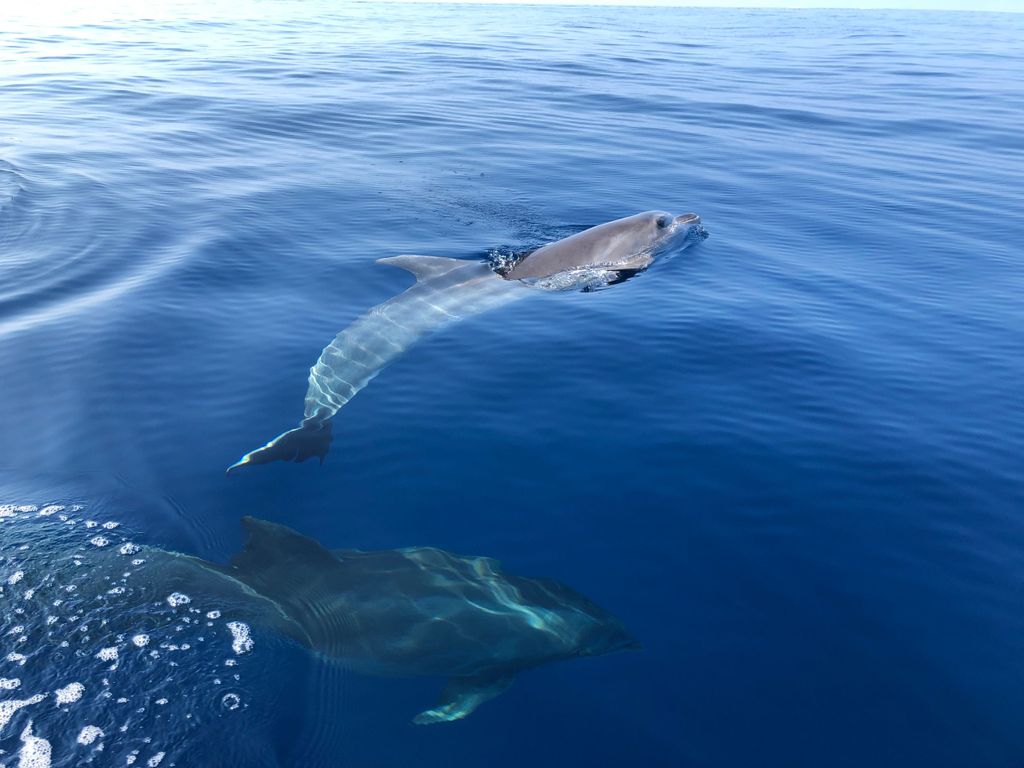Von Propriano: Cala d'Orzu Jetski-Tour - 3 Stunden