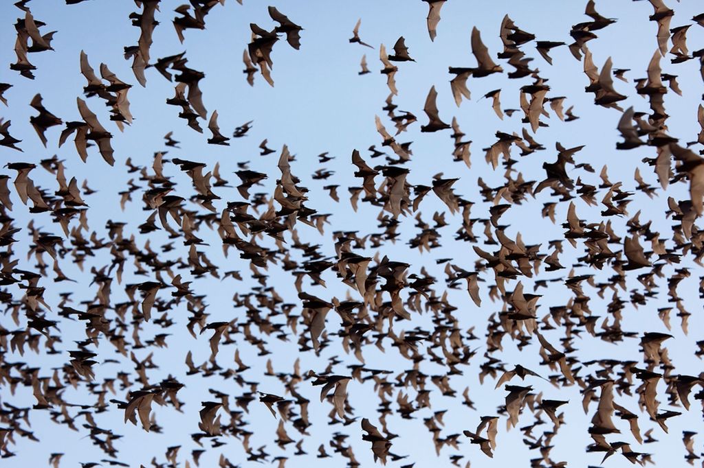 Ein Tag TukTuk Kunsthandwerk Bambootrain Killing&BatCaves,Sonnenuntergang