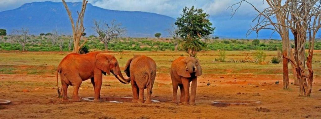 Mombasa: Übernachtungssafari nach Tsavo Ost vom Diani Beach aus