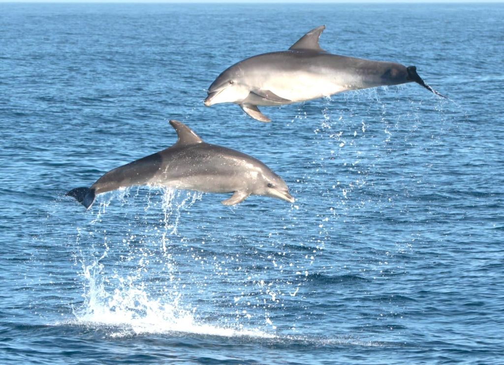 Olbia: Delfinbeobachtung & Schnorcheln Bootstour bei Figarolo