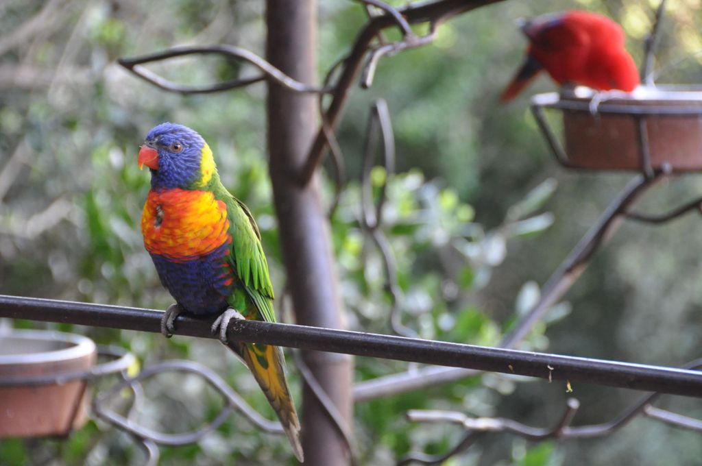 Von Santiago: Vogelbeobachtung & Isla Negra an der chilenischen Küste