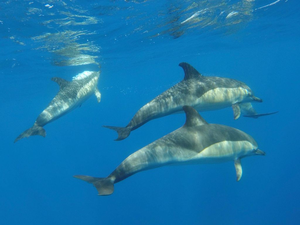 Arrábida - Sesimbra: Delfinbeobachtung