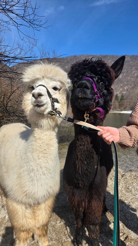Spaziergang mit Alpakas - Domačija Loncnar - Bohinj