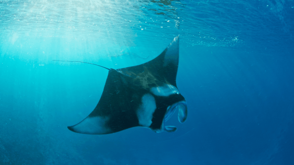 Bali: Privates Schnorcheln mit Yacht am Manta Point und 2 Spots in Penida