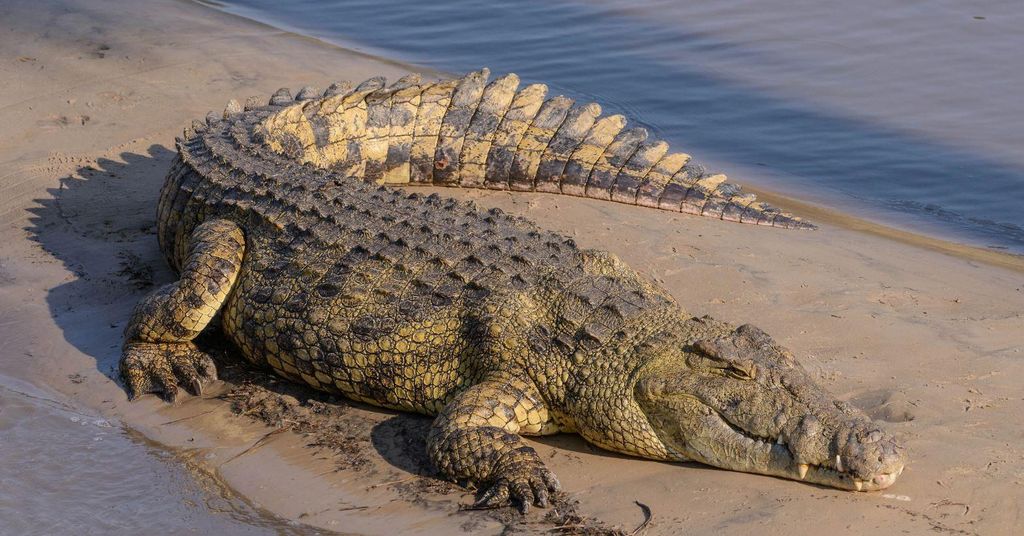 iSimangaliso Bootstour ½ Tagestour von Richards Bay