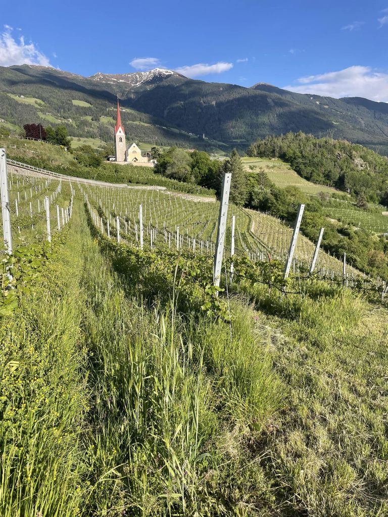 Hike & Wine: Wandern durch die Weinberge von Brixen und Weinverkostung