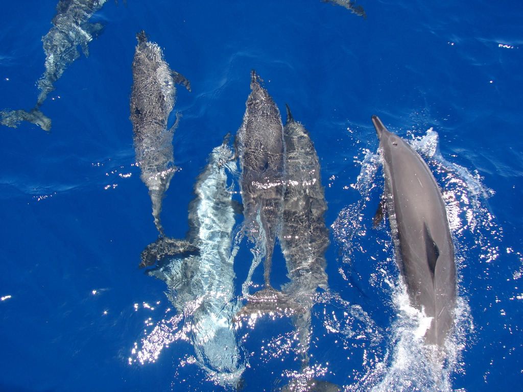 Hurghada: All-inclusive Elite VIP Dolphin House & Massage