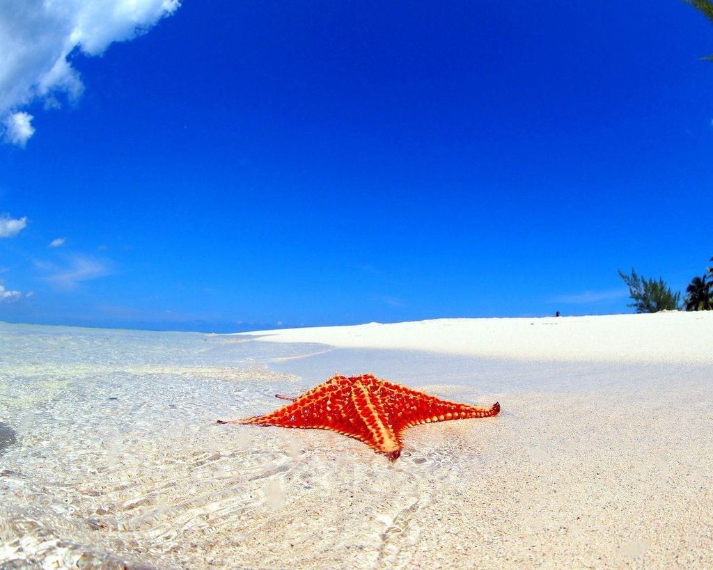 Rum Point: Starfish Point Beach Tour mit Transfer