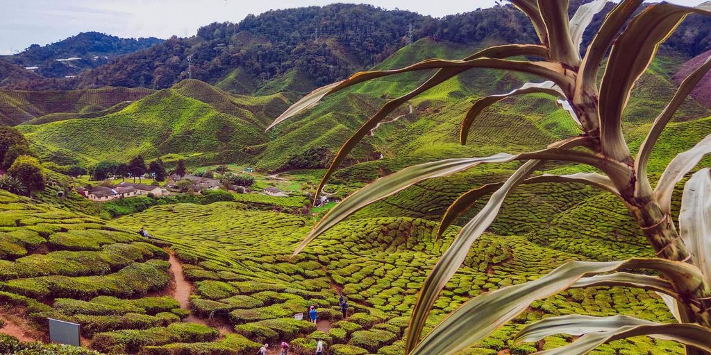 Kamerun Hochland : Beste Natur im Hochland