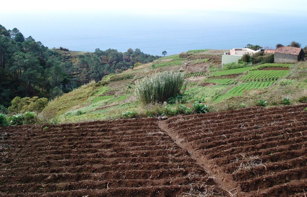 Madeira: Levada Prazeres Private geführte Tour