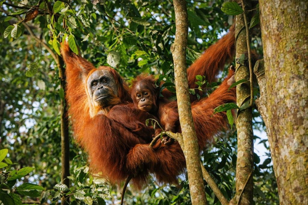 Nordsumatra: Wanderung und Tubing im Elefantenreservat Tangkahan