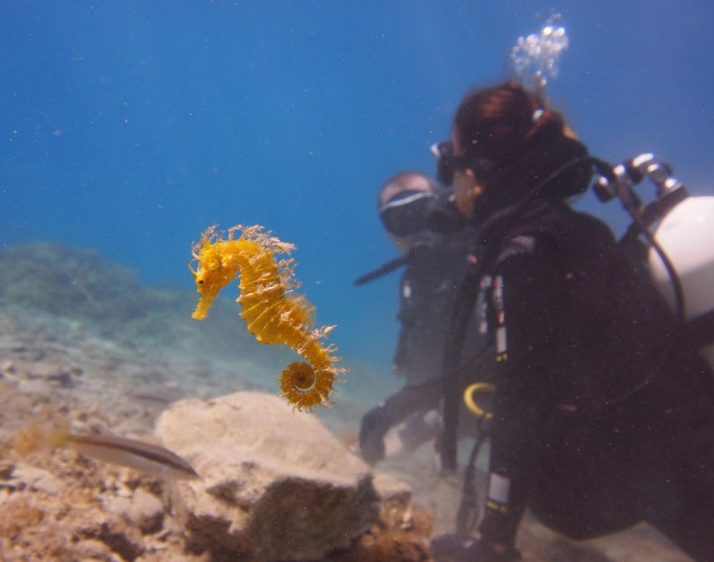 Split-Makarska-Brela Schnuppertauchen