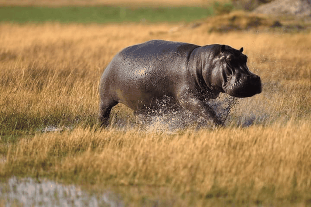 Beste Tagestour zum Ngorongoro-Krater-ISMANI TOURS AND SAFARIS