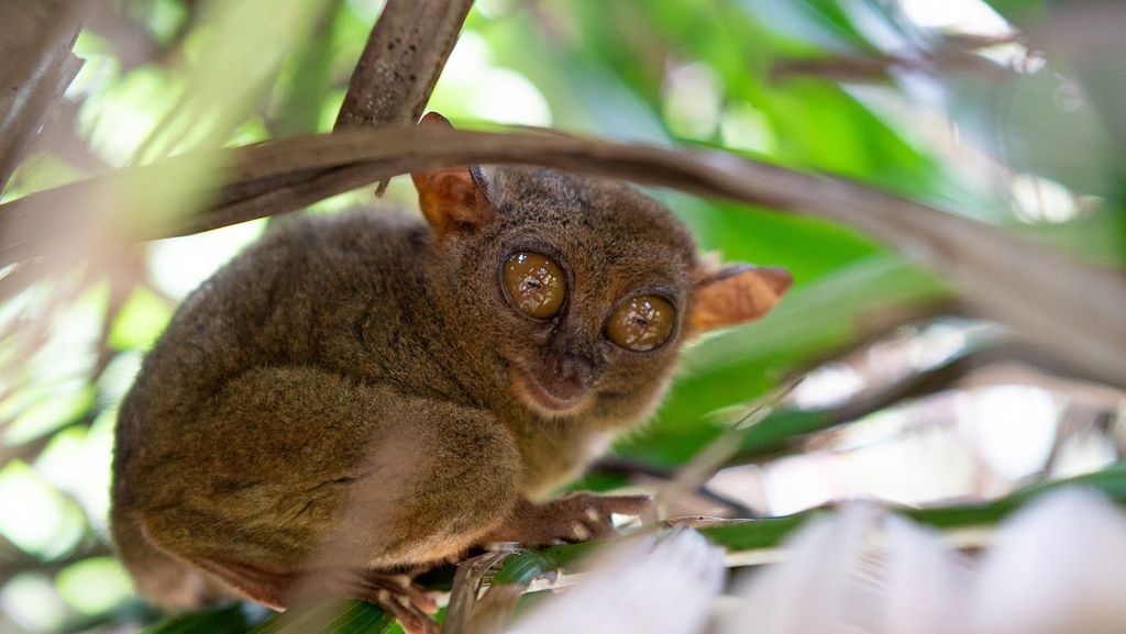 PREMIUM: Tagestour von Cebu nach Bohol mit Hin- und Rückfahrt per Fähre