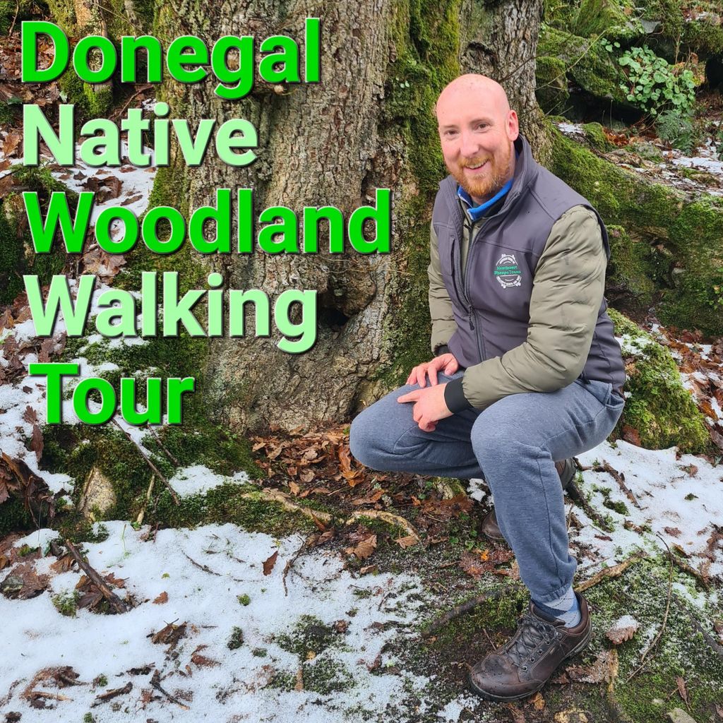 Rundgang durch den einheimischen Wald von Donegal