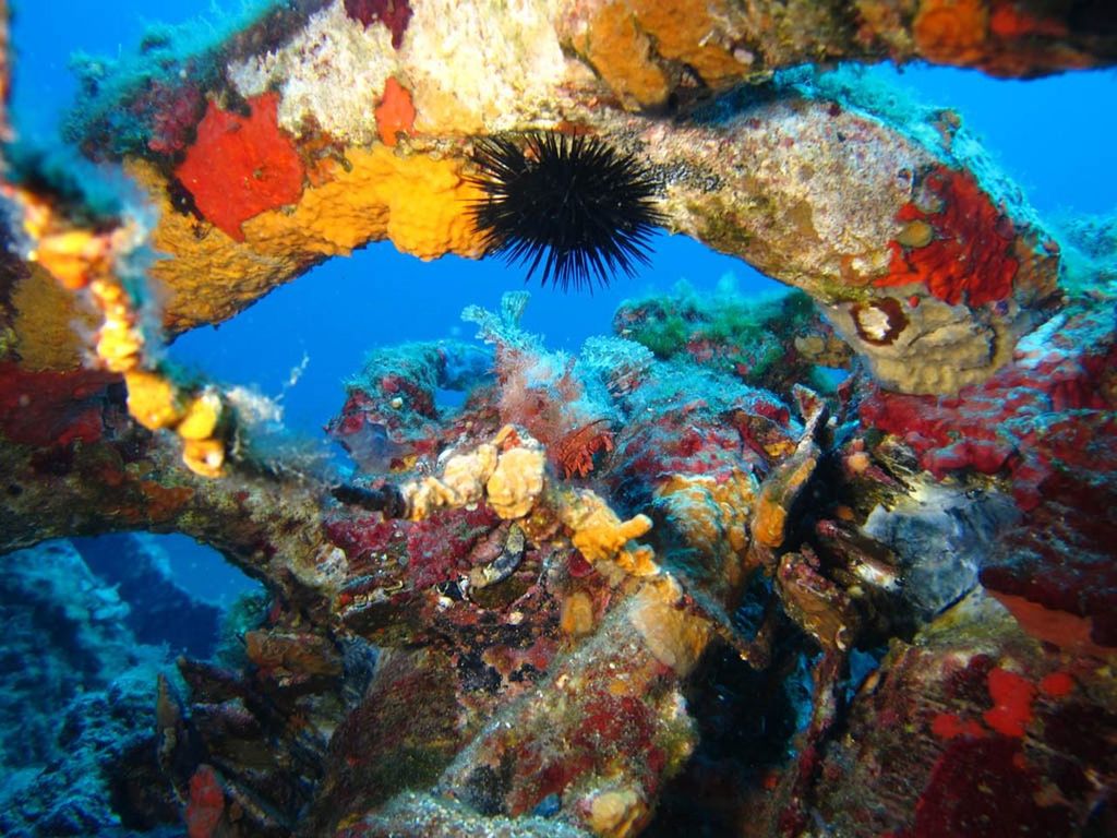 Calvi: PE40 Zertifikat Tauchkurs mit Tauchlehrer