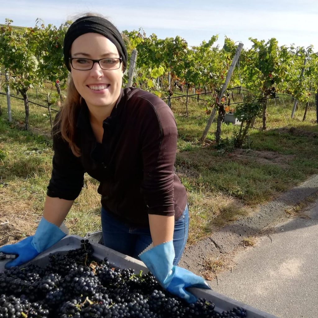 Werde zum Winzer/zur Winzerin-Weinprobe 'von der Traube-ins Glas' Sommerach