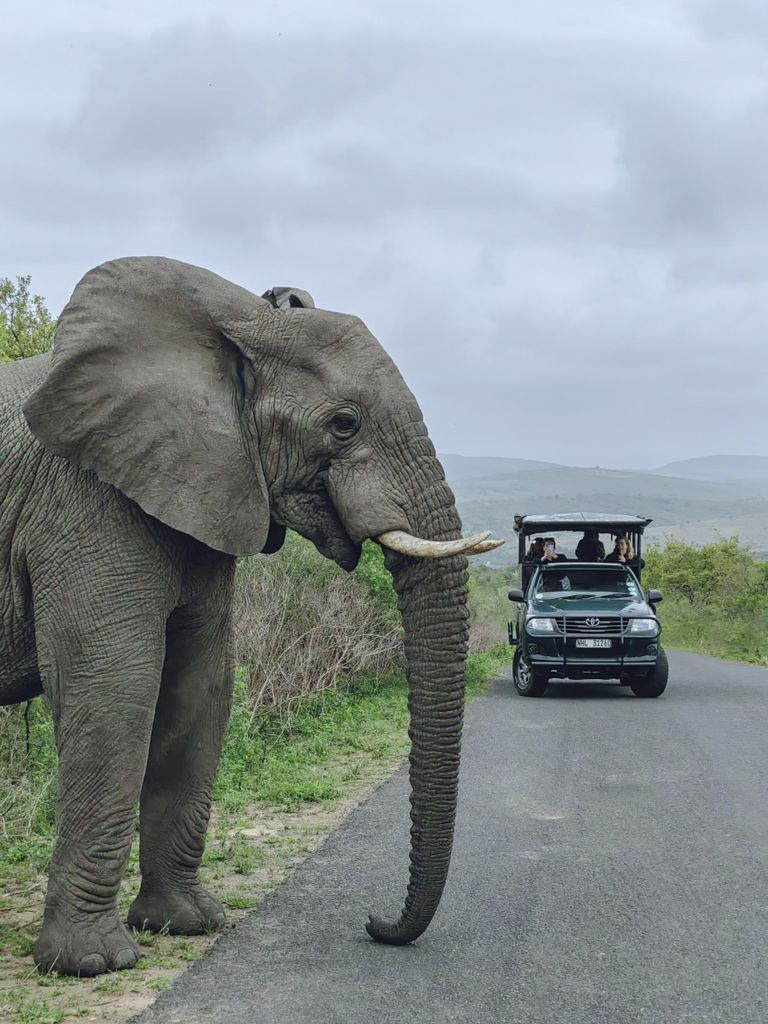 Richards Bay: Hluhluwe Imfolozi Game Reserve Safari Tour