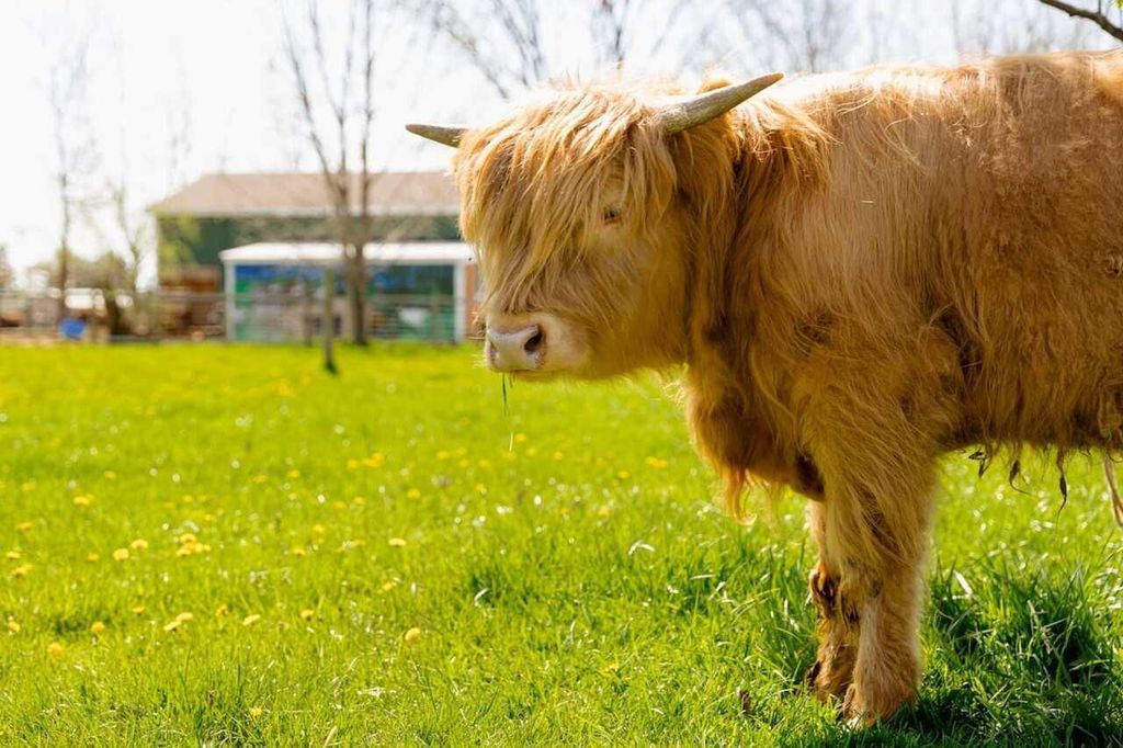 Kuschel mit Kühen in der Stadt Detroit