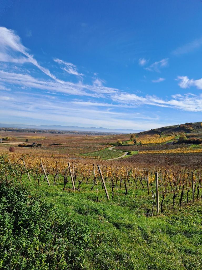 Kaysersberg: Weinprobe & Geheimnisse der Weinherstellung auf dem Weingut Dietrich
