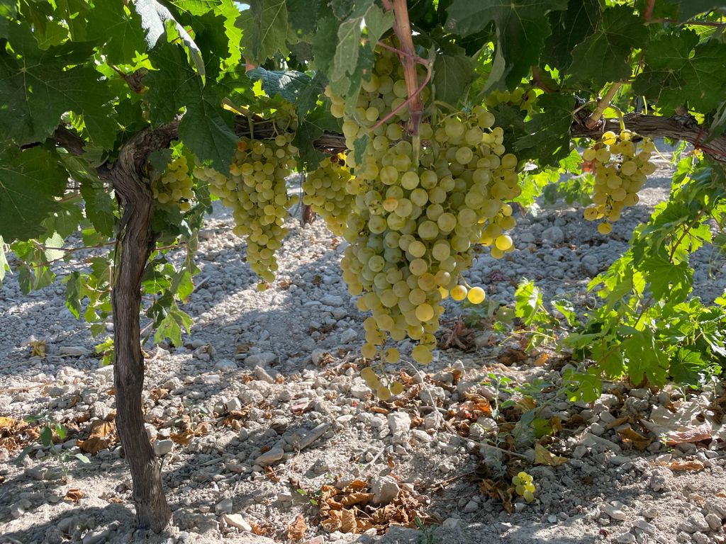 Weingut und Verkostung in Cádiz