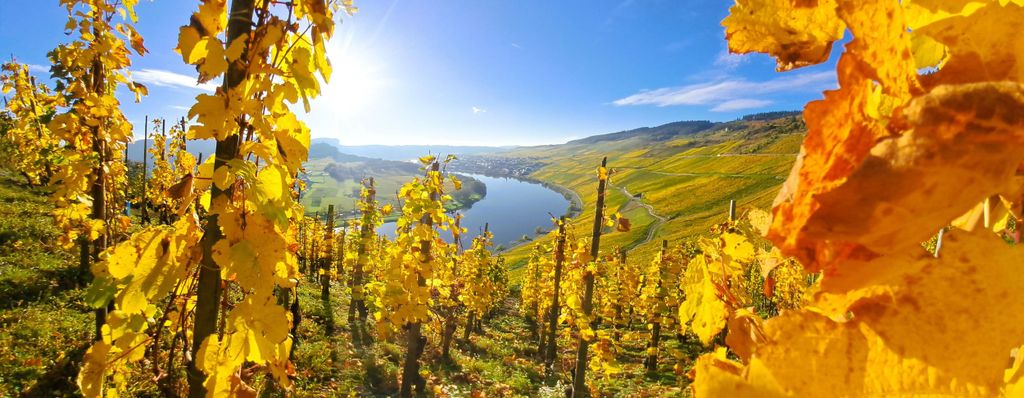 Kröv/Gut Hermes: Weinführung & Probe durch Weinberg,Weingut &Sektmanufaktur