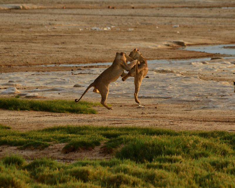 Kämpfende Löwen