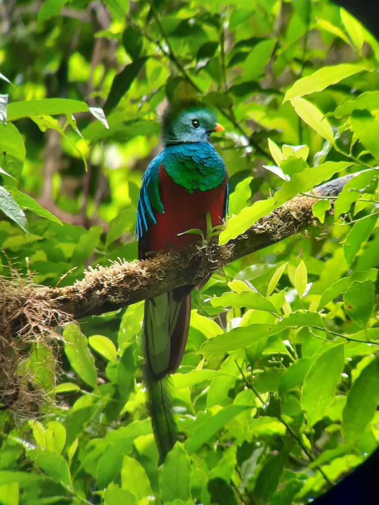 Geführte Touren durch das Nebelwaldreservat Monteverde (kleine Gruppen)