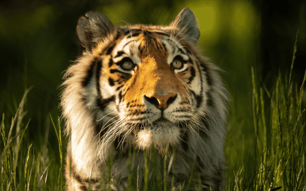 Knowsley: Tickets für die Safari