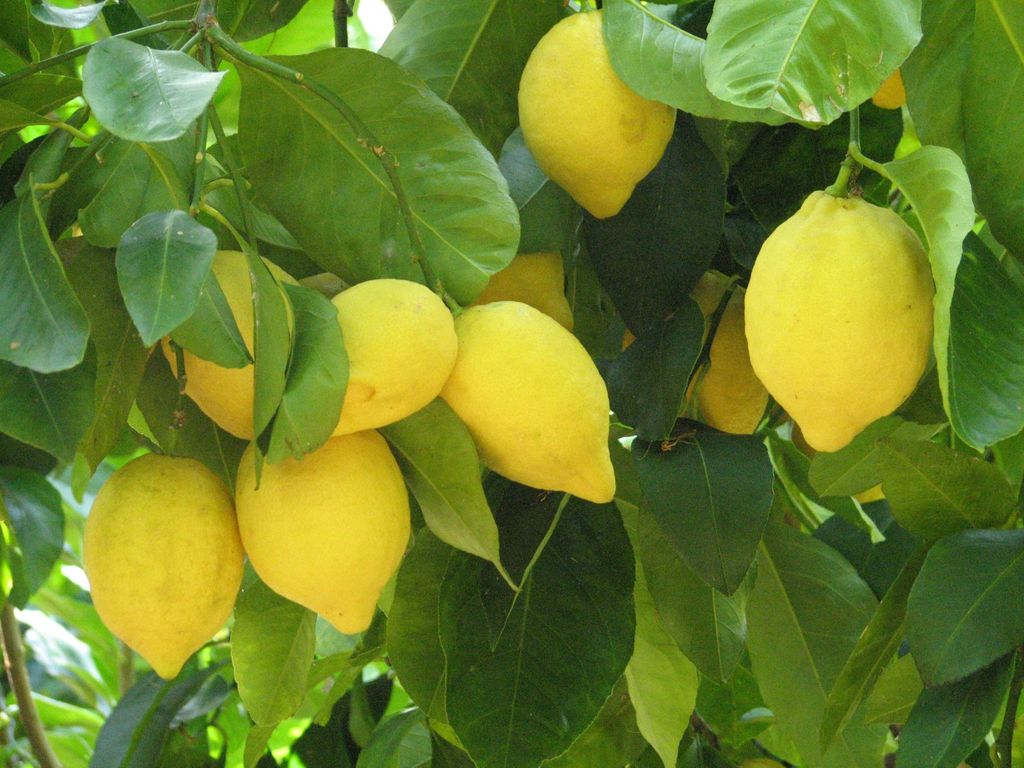 Sorrento: Zitronen-, Olivenöl- und Weinverkostung Tour mit Mittagessen