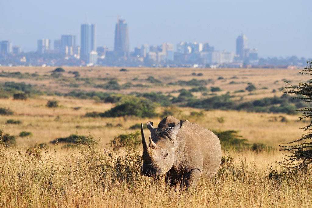 Nashorn vor der Skyline Nairobis