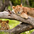 Junge Löwen im Maasai Mara National Reserve
