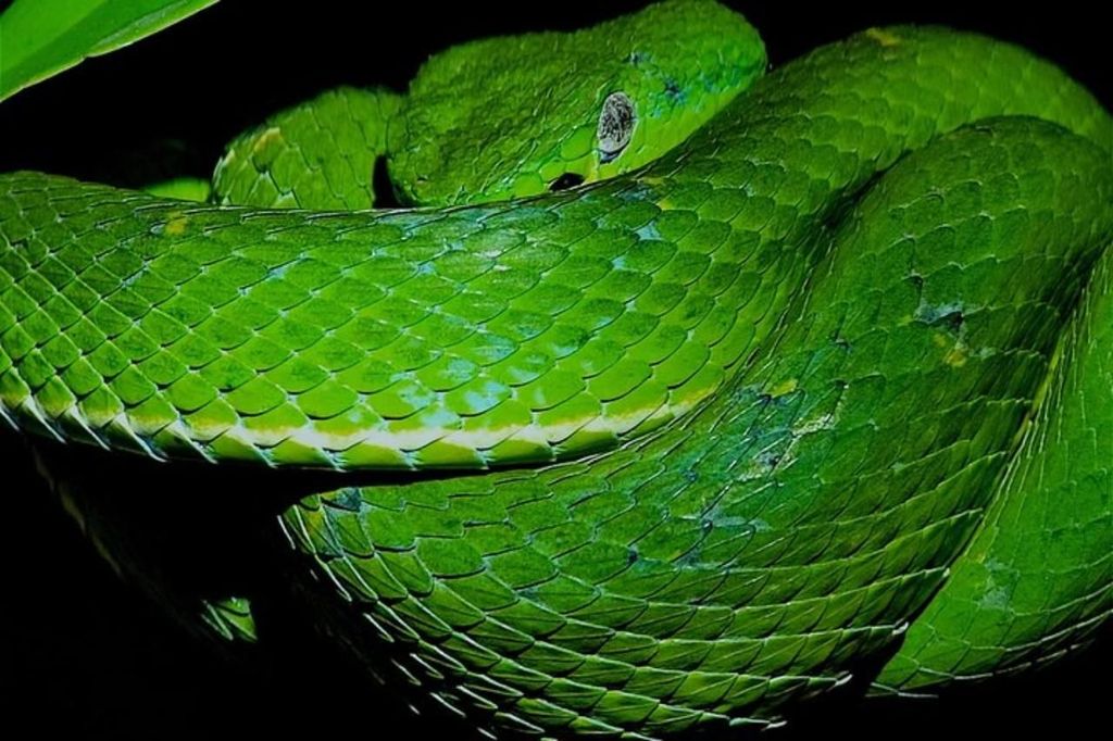Santa Elena: Rundgang durch das Naturreservat Monteverde bei Nacht