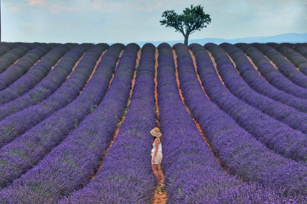 Von Aix aus: Tagestour zu den Lavendelfeldern von Valensole in der Provence