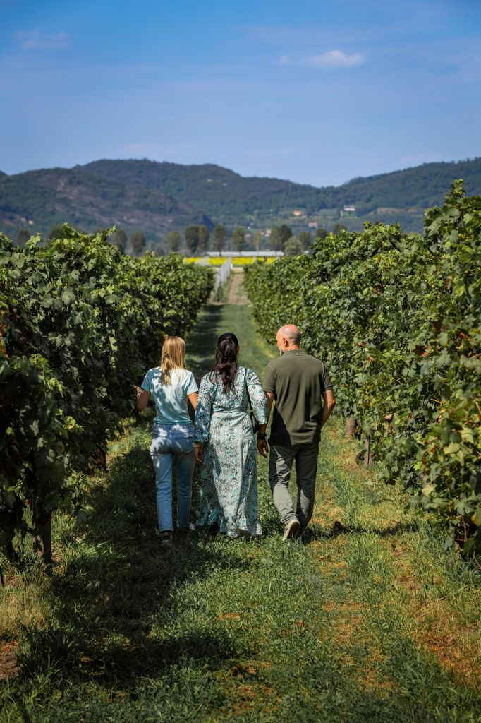 Geführte Olivenöl & Wein Tour von Padua